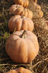 Pumpkin & Sweet Vanilla 15.7 oz Liquid Hand Soap